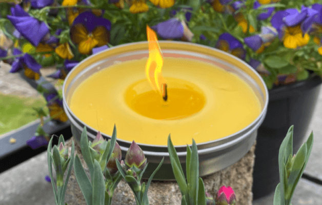 Citronella Candle: An Effective Insect Repellent